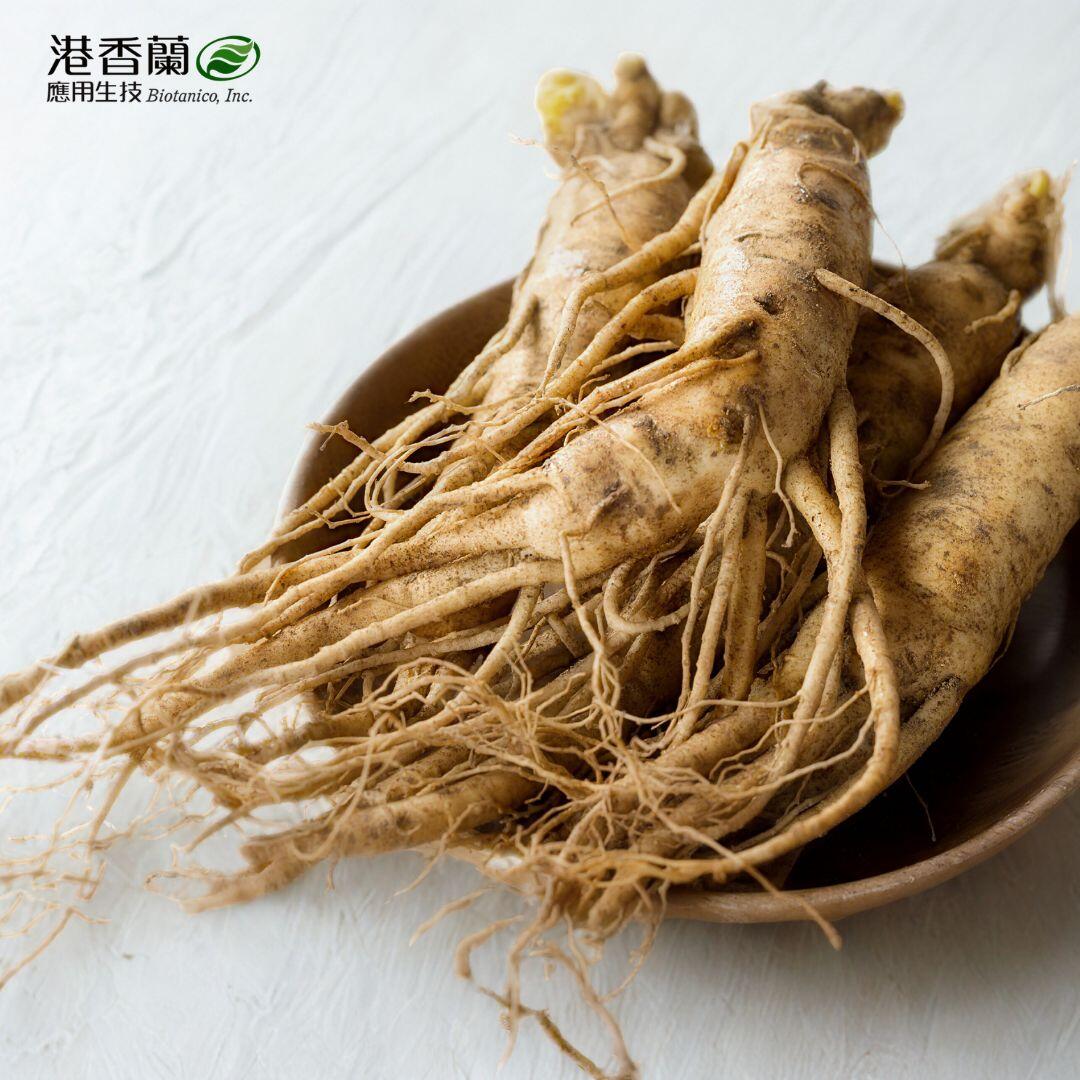 人蔘產地、炮製與功效解析：一次搞懂西洋蔘、紅蔘與高麗蔘的差異